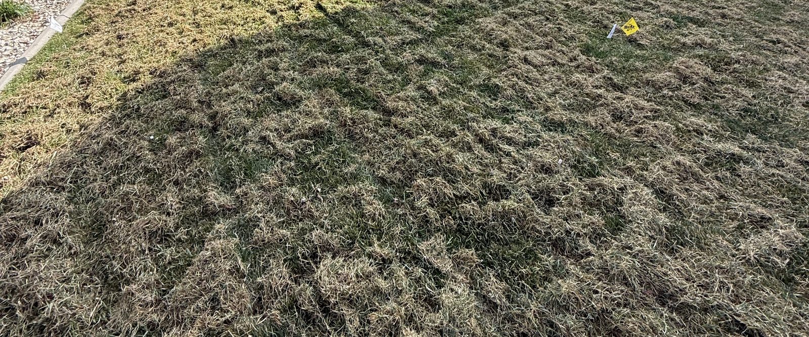 Backyard lawn mid-dethatching showing thatch buildup being pulled up by Sierra Lawn Co. in Sparks, Nevada