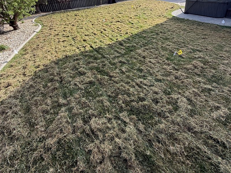 Backyard lawn mid-dethatching showing thatch buildup being pulled up by Sierra Lawn Co. in Sparks, Nevada