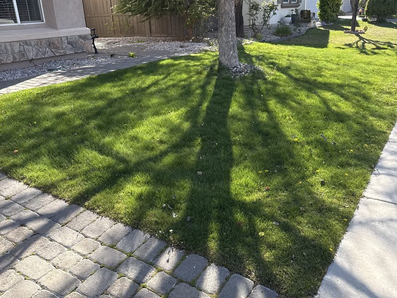 Healthy green lawn in Sparks, Nevada, maintained by Sierra Lawn Co.