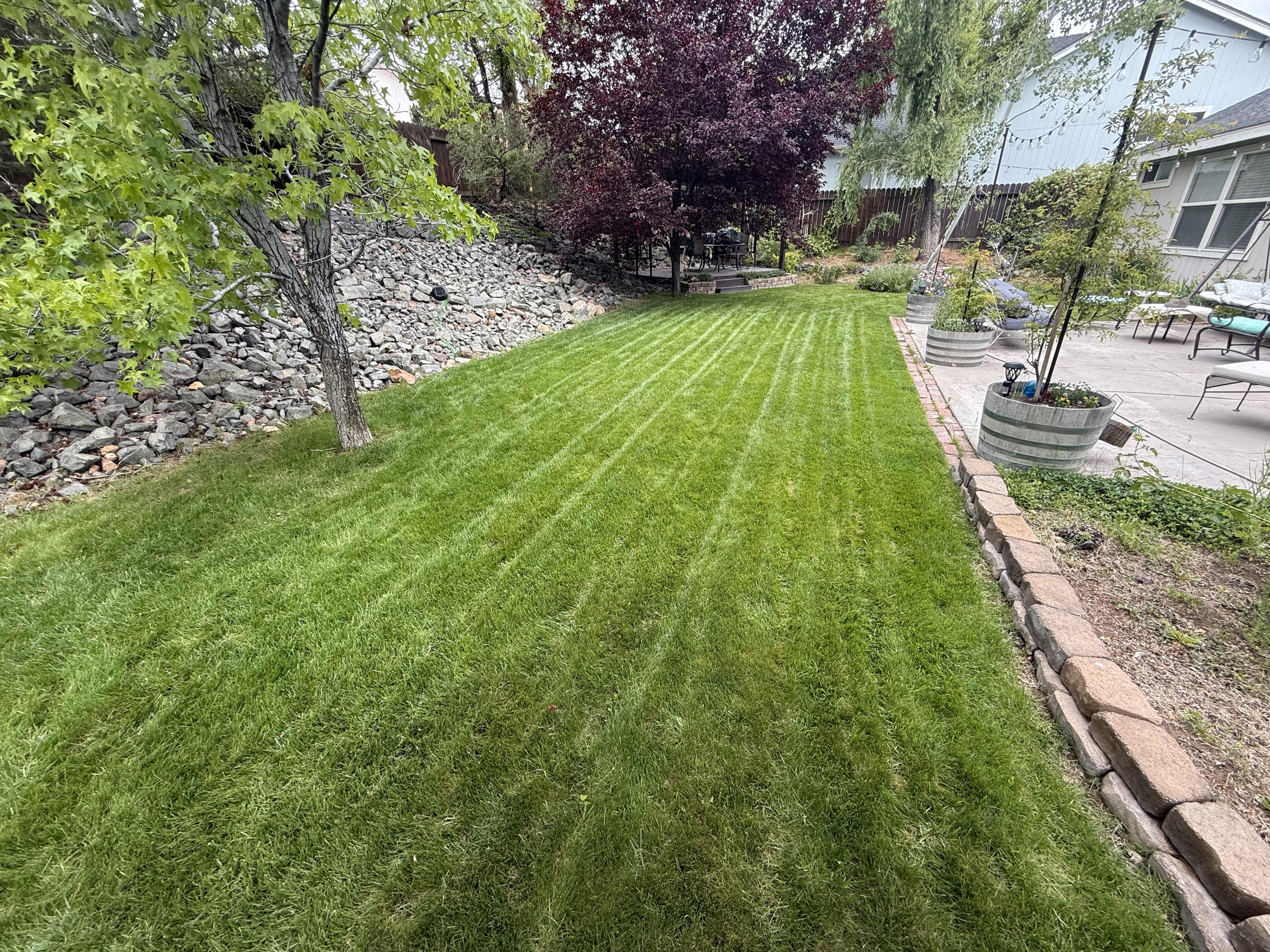 A healthy, freshly manicured lawn maintained by Sierra Lawn Co. in Sparks, Nevada