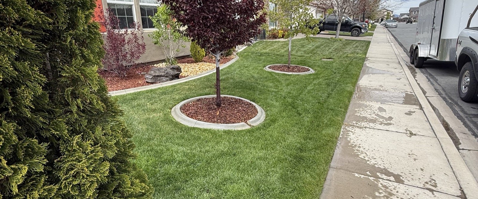 Freshly mowed lawn with trimmed tree rings maintained by Sierra Lawn Co. in Sparks, Nevada