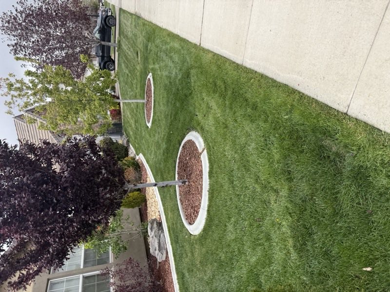 Freshly mowed lawn with trimmed tree rings maintained by Sierra Lawn Co. in Sparks, Nevada
