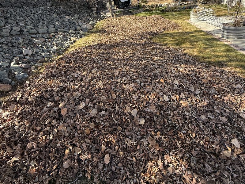 Large pile of raked leaves cleared from a backyard by Sierra Lawn Co. in Sparks, Nevada