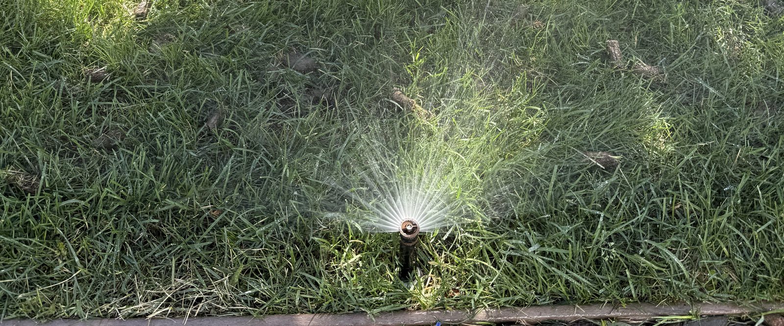 Sprinkler head spraying evenly across a healthy green lawn maintained by Sierra Lawn Co. in Sparks, Nevada