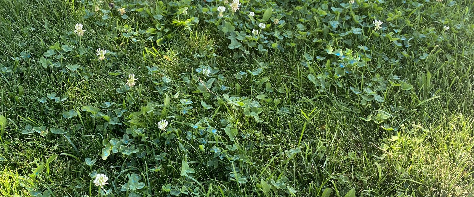 Clover and weeds growing in a lawn in Sparks, Nevada, before Sierra Lawn Co. weed control treatment