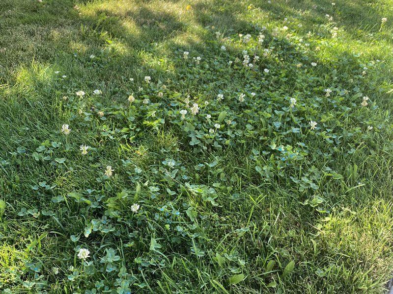 Clover and weeds growing in a lawn in Sparks, Nevada, before Sierra Lawn Co. weed control treatment
