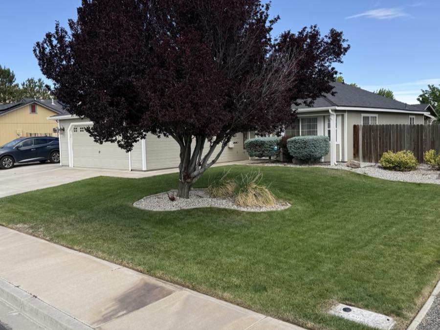 Mature burgundy ornamental tree and manicured front lawn cared for by Sierra Lawn Co. in a Sparks, Nevada front yard